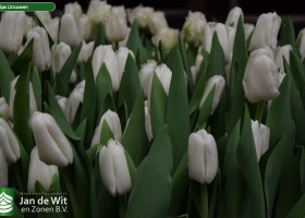 Tulipa Litouwen ® (3)